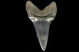 Large, Fossil Mako Shark Tooth - Georgia #75001-1